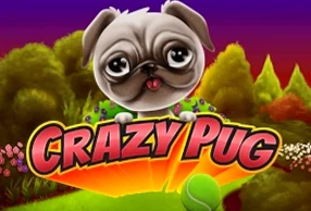 Crazy Pug